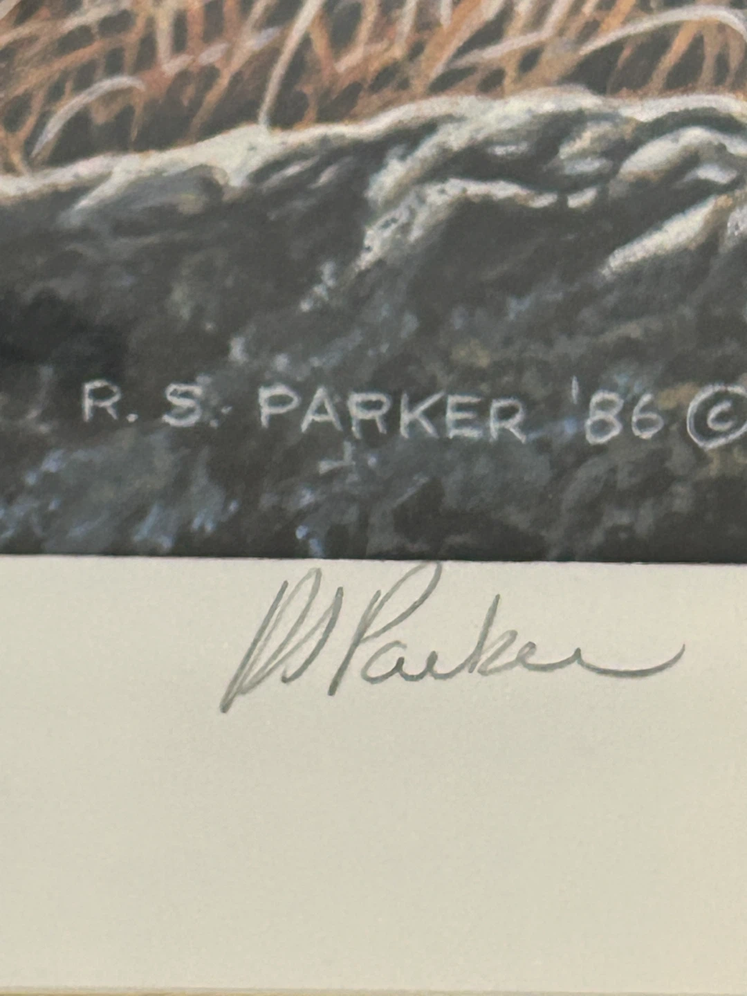 R.S. Parker Arctic Fox Limited Edition Print - photo 2