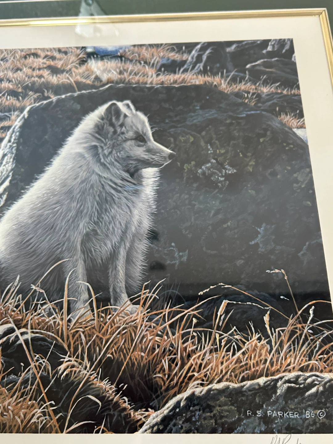 R.S. Parker Arctic Fox Limited Edition Print - photo 4
