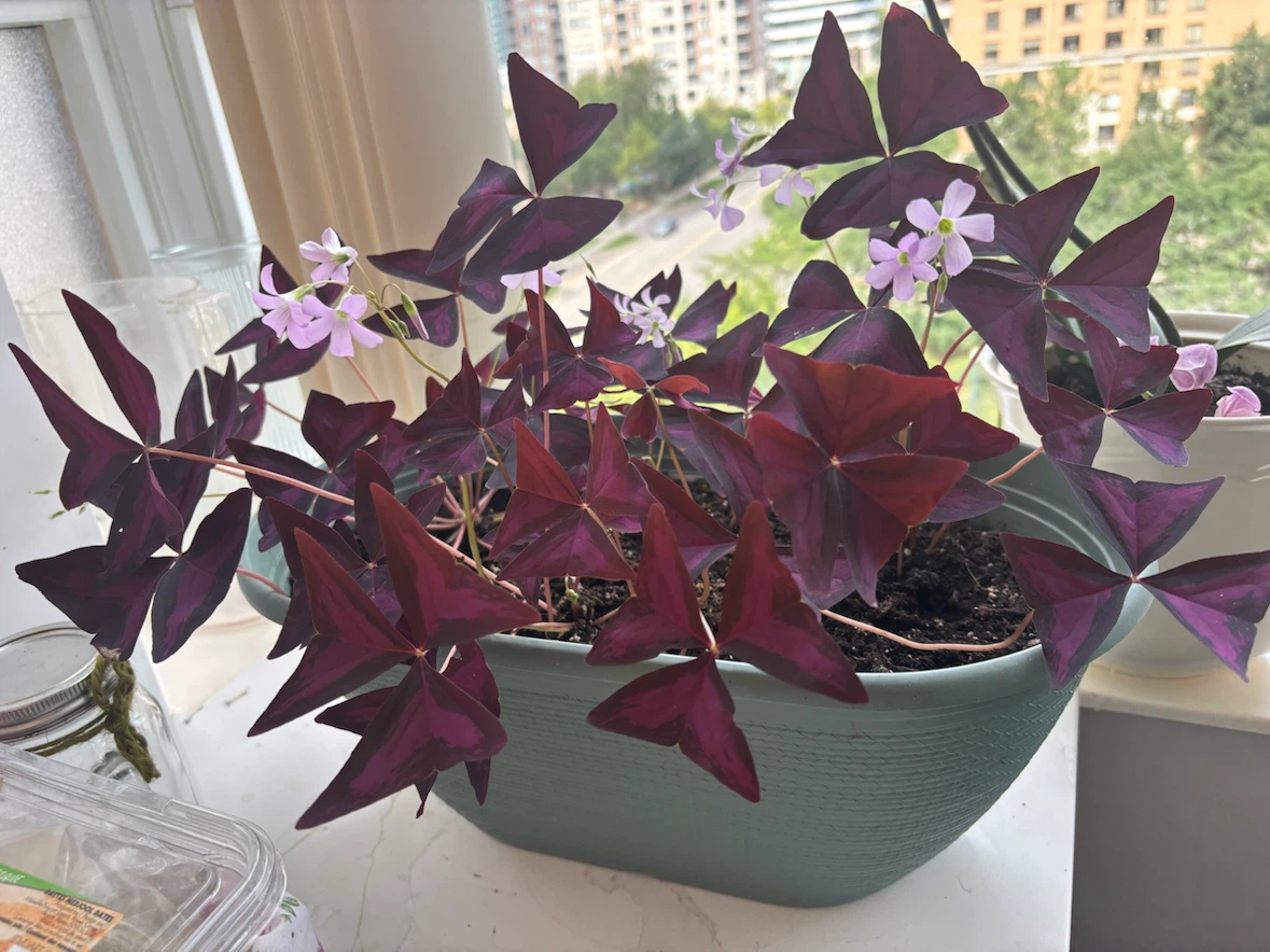 Oxalis Triangularis Purple Shamrock
