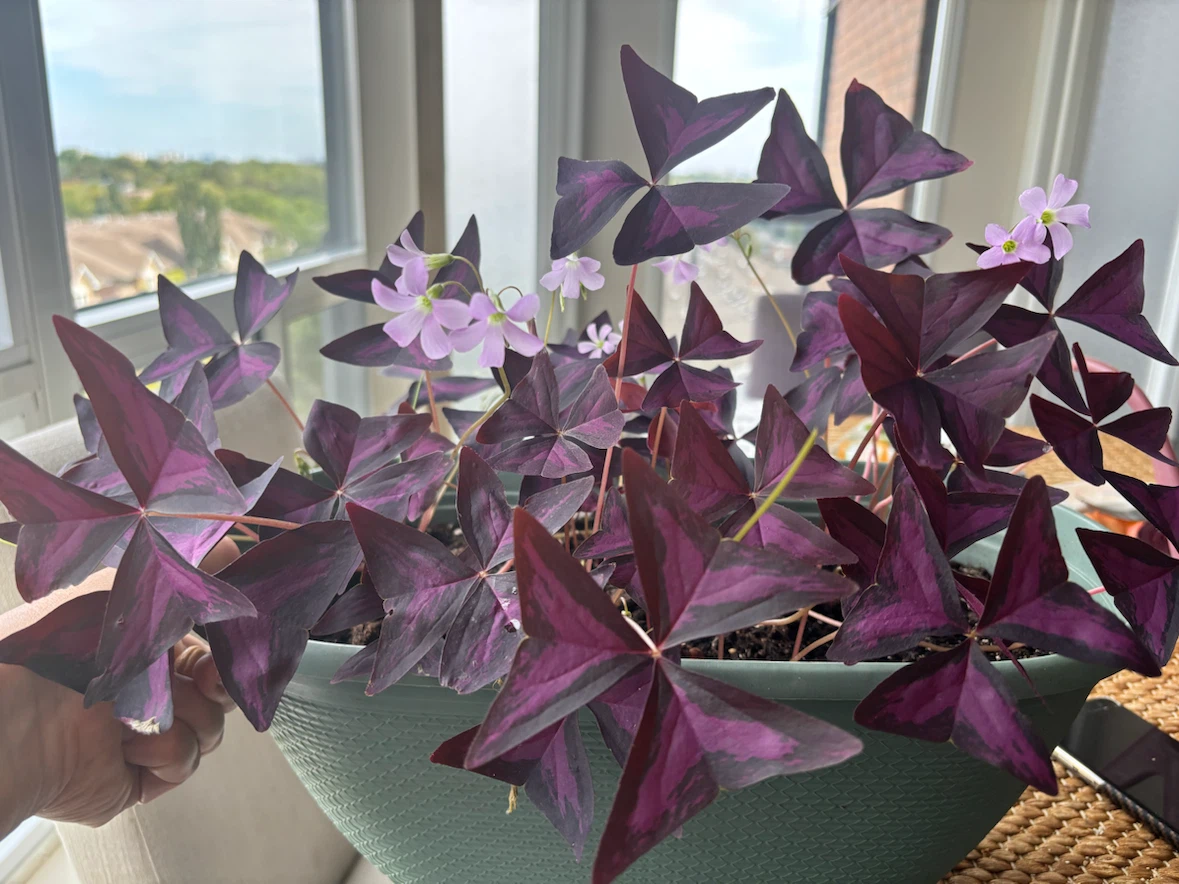 Oxalis Triangularis Purple Shamrock - photo 2