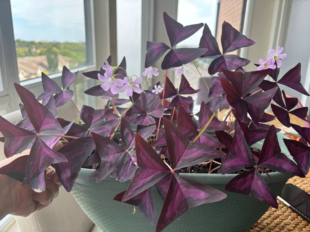 Oxalis Triangularis Purple Shamrock - photo 2