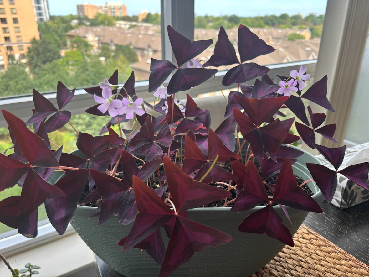 Oxalis Triangularis Purple Shamrock - photo 3