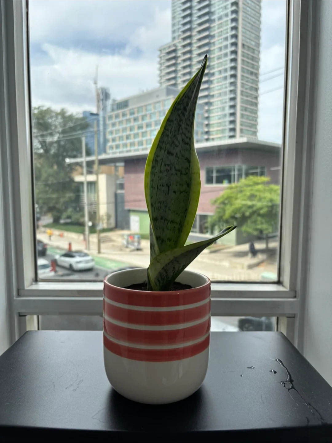 Snake Plant