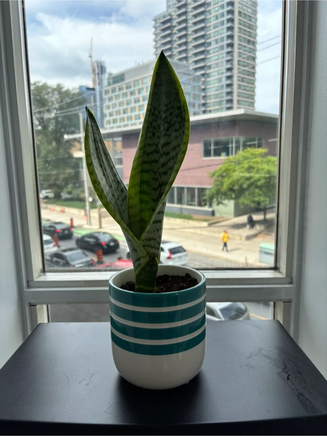 Snake Plant