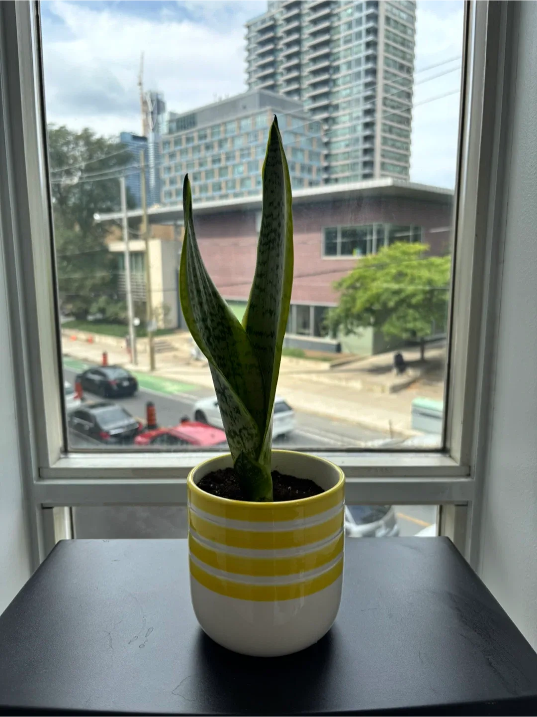 Snake Plant