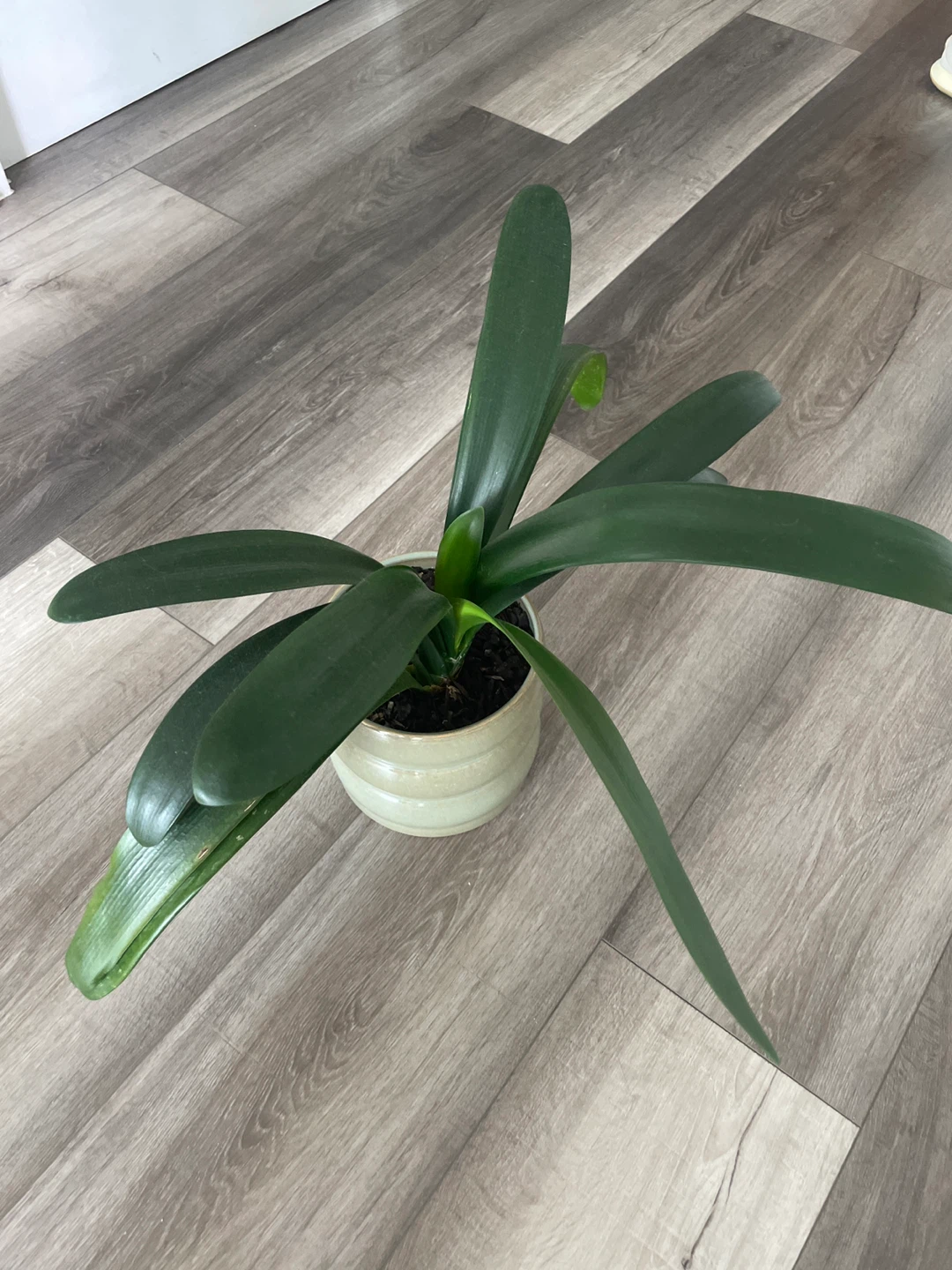 Plants