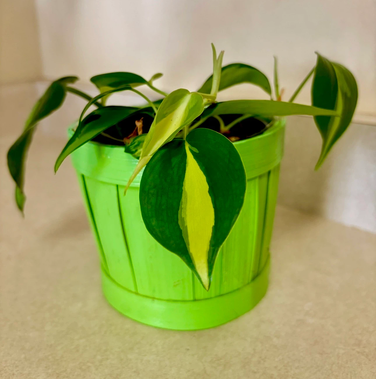 Philodendron Brasil in Green Pot 4”