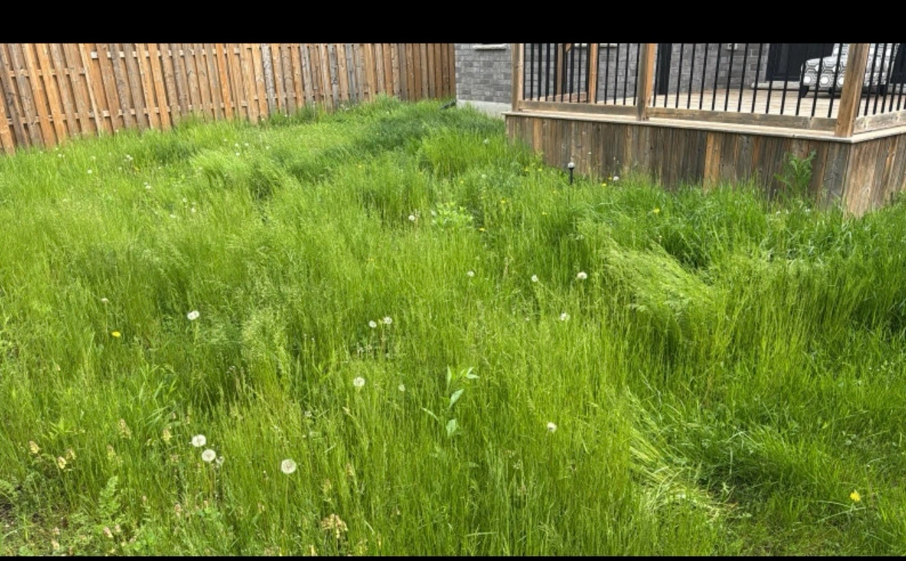 We cut grass