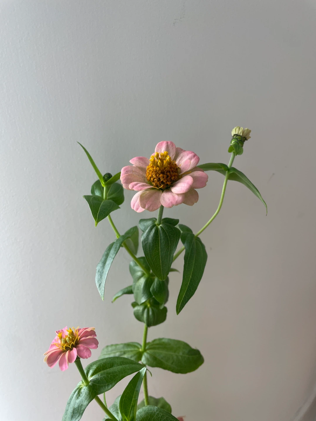 Pink Zinnia Flower Plant