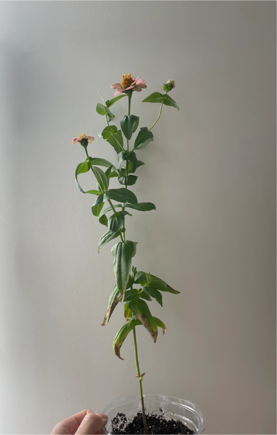 Pink Zinnia Flower Plant - photo 2