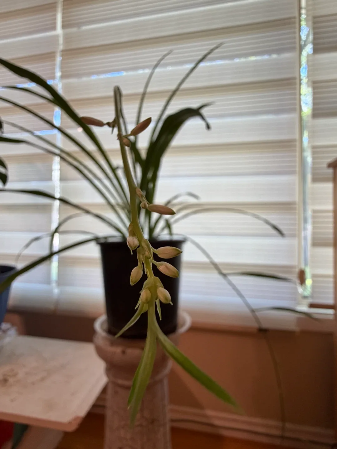 Healthy Spider Plant