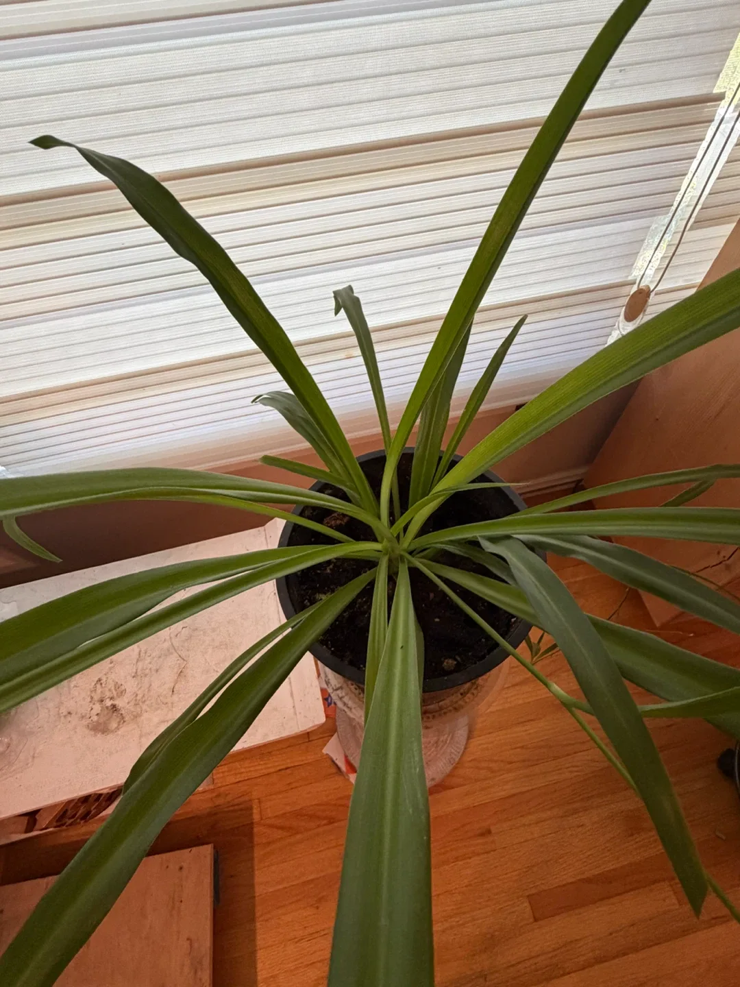 Healthy Spider Plant - photo 2