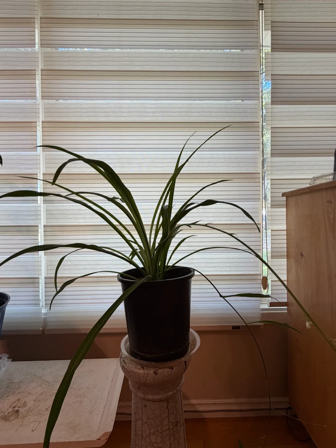 Healthy Spider Plant - photo 3