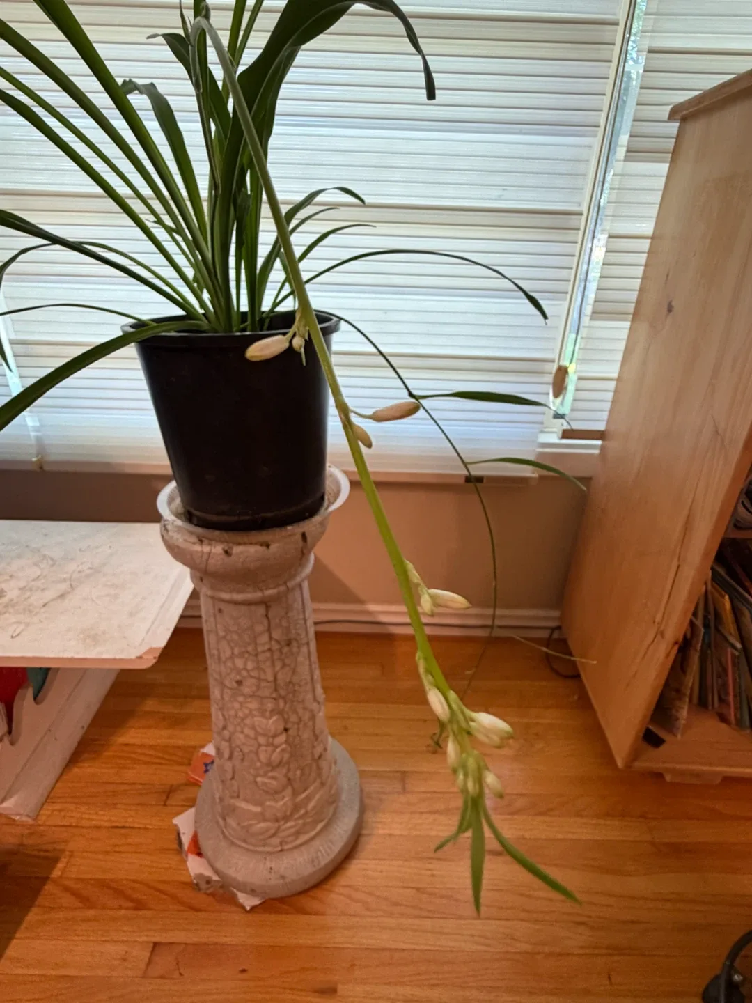 Healthy Spider Plant - photo 4