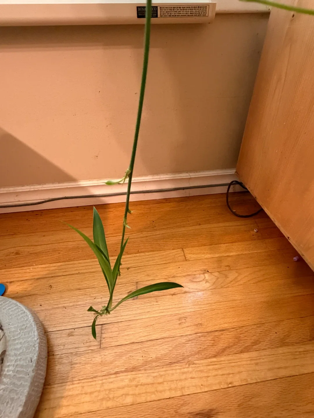 Healthy Spider Plant - photo 5