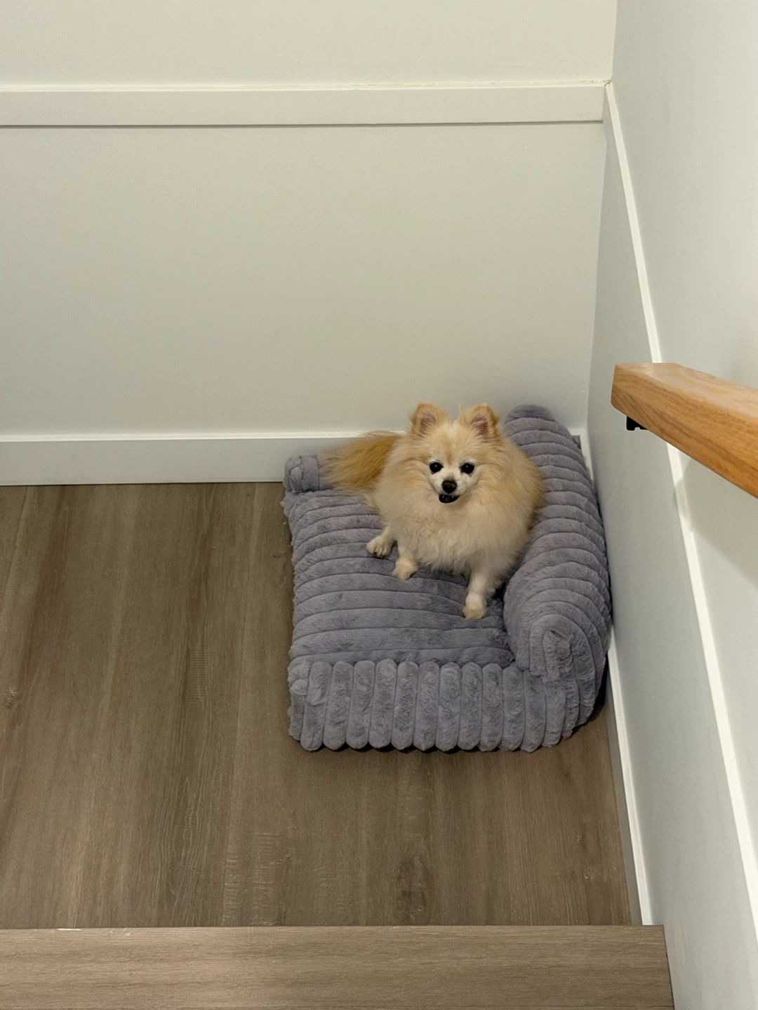 Cozy Cat Beds & Pet Beds – $20 Each | Buy 2 Save $5 - photo 5