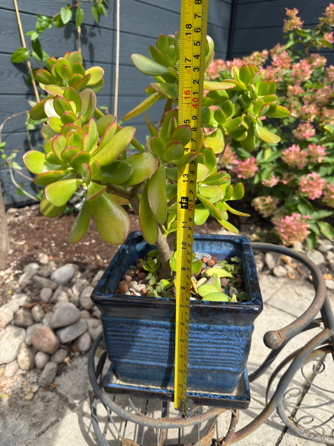 Jade Plant in Blue Ceramic Pot