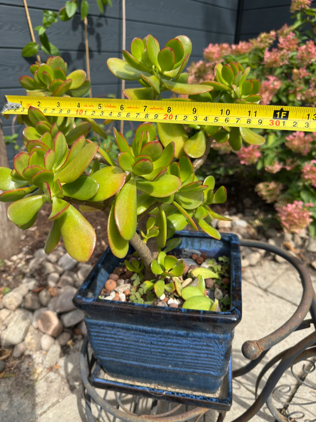 Jade Plant in Blue Ceramic Pot - photo 2