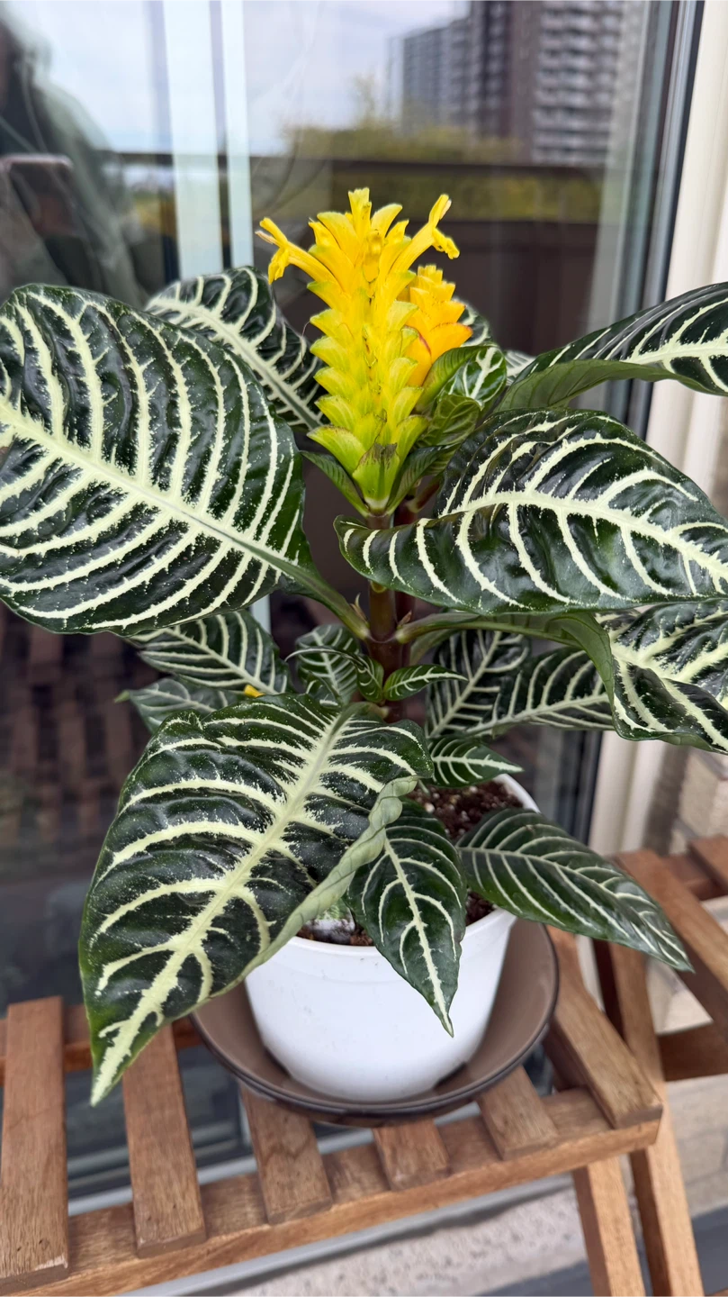 Saffron Cone Zebra Plant
