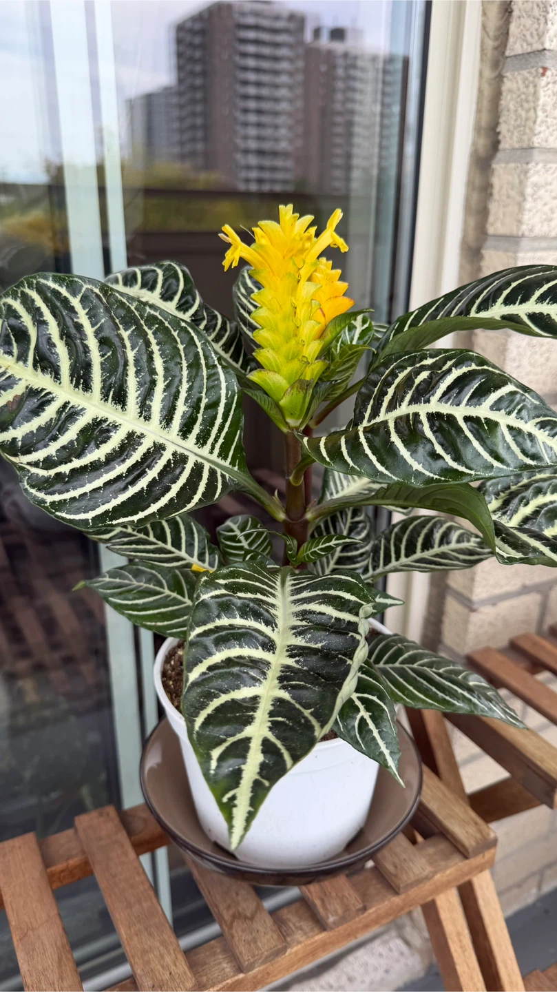 Saffron Cone Zebra Plant - photo 2