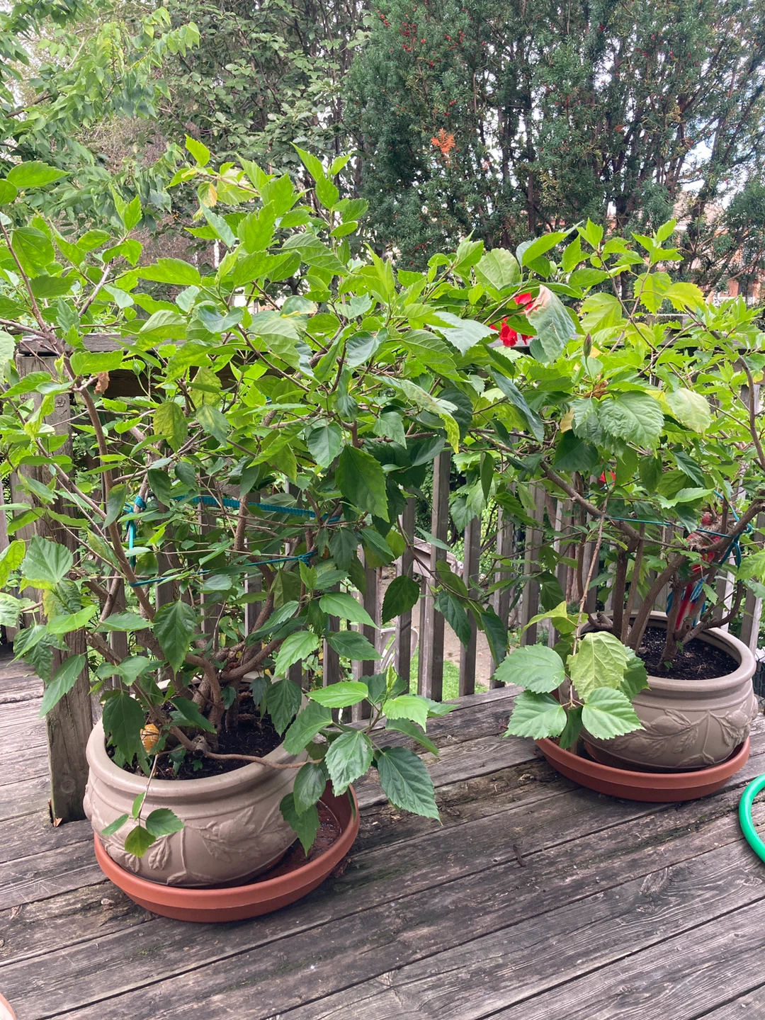 2 Chinese Hibiscus plants