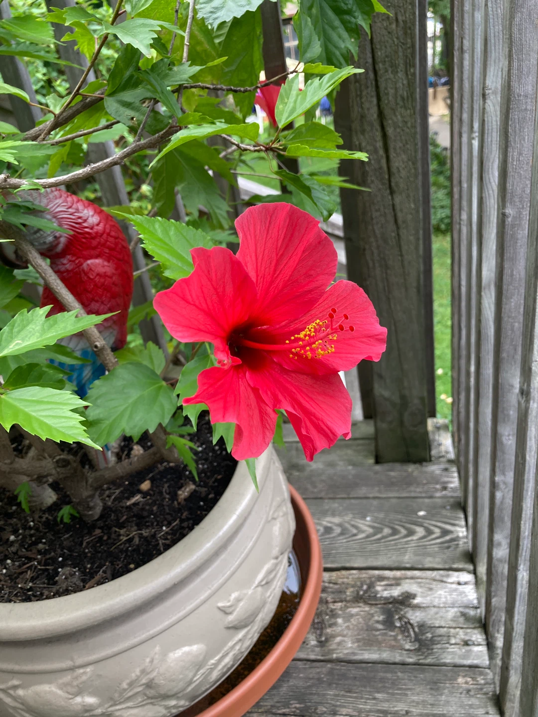 2 Chinese Hibiscus plants - photo 2