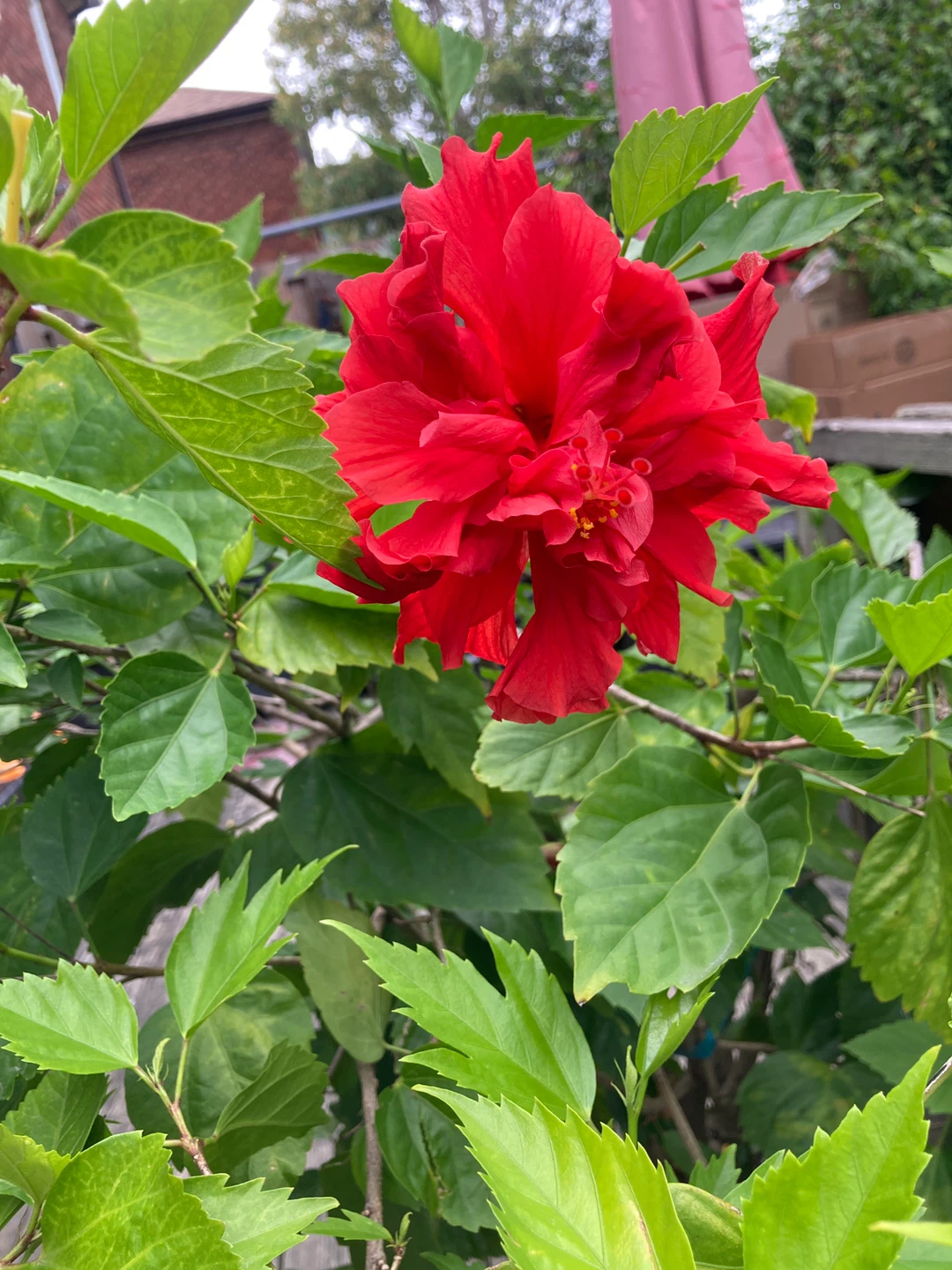 2 Chinese Hibiscus plants - photo 3