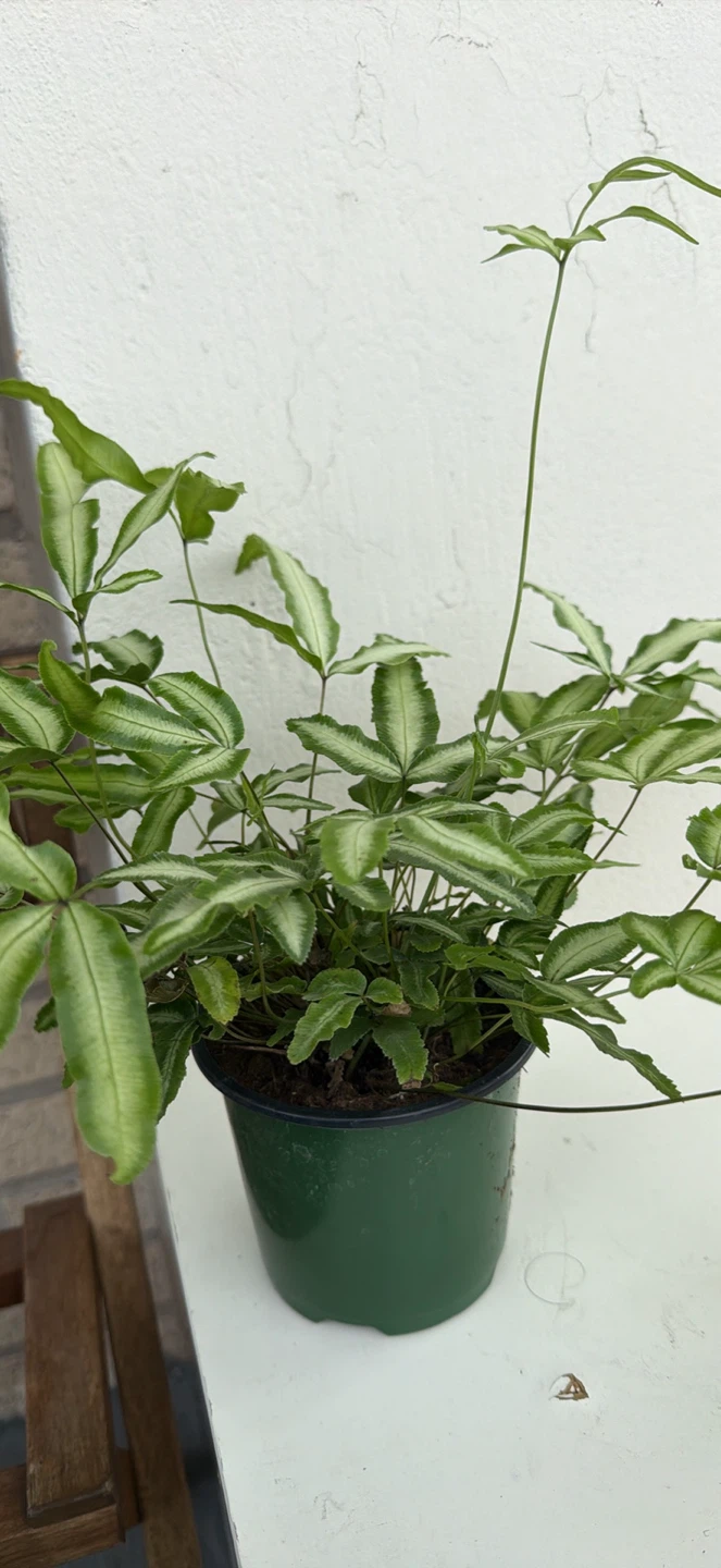 Pteris Fern Houseplant