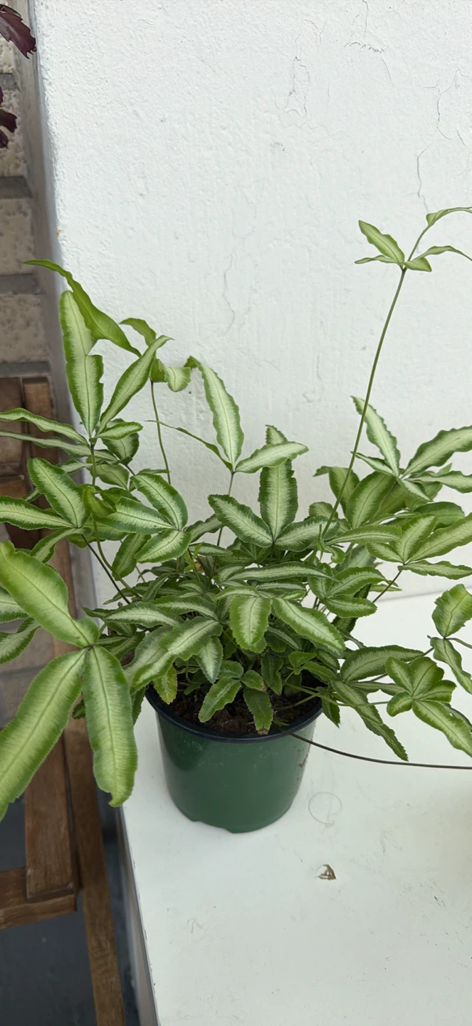 Pteris Fern Houseplant - photo 2