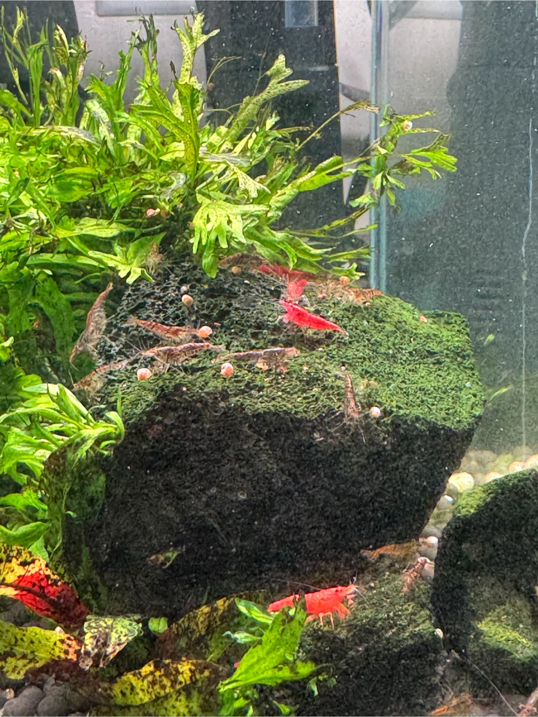 3 gallon aquarium