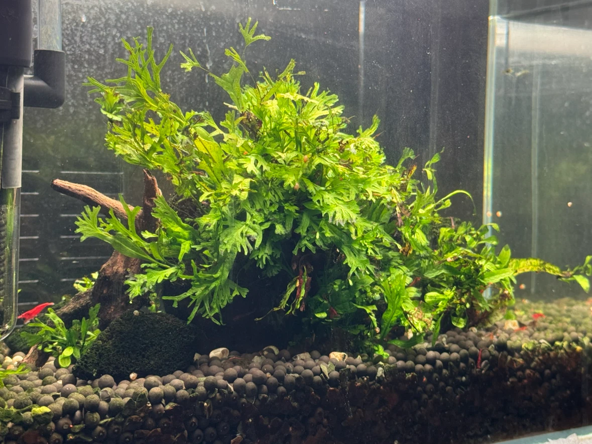 3 gallon aquarium - photo 2