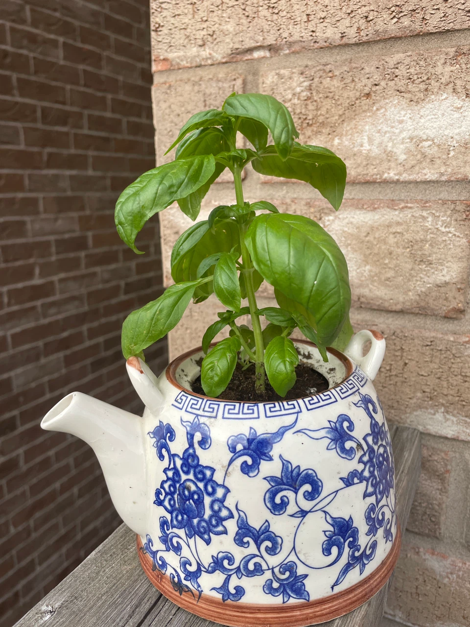 Fresh Basil Plant in Ceramic Pot
