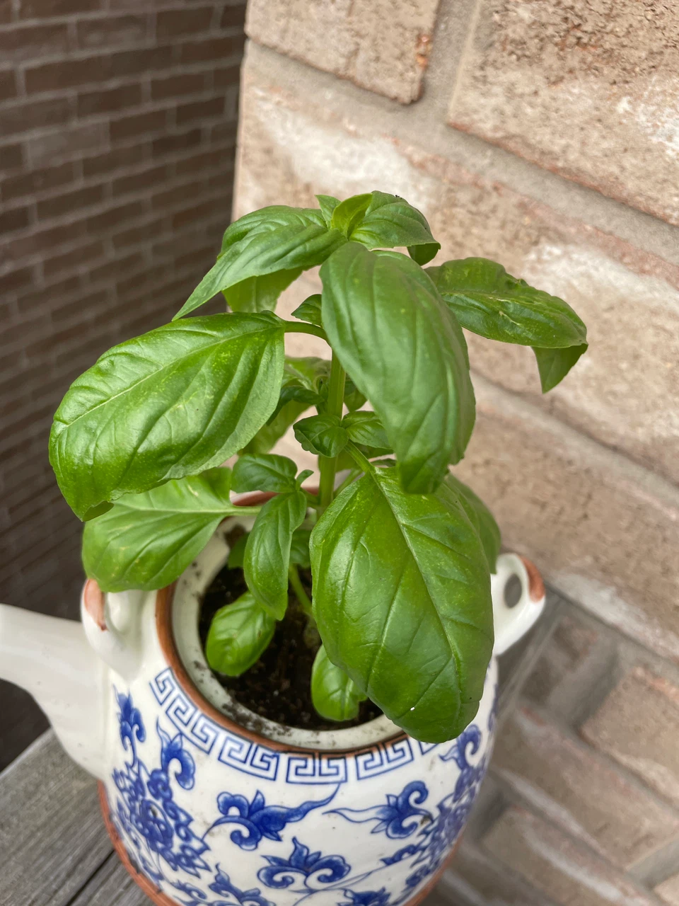 Fresh Basil Plant in Ceramic Pot - photo 2