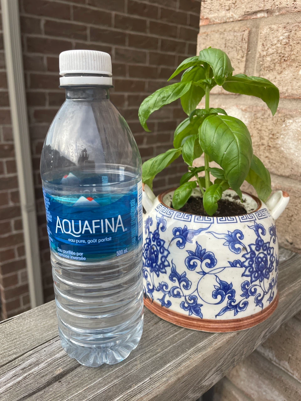 Fresh Basil Plant in Ceramic Pot - photo 3