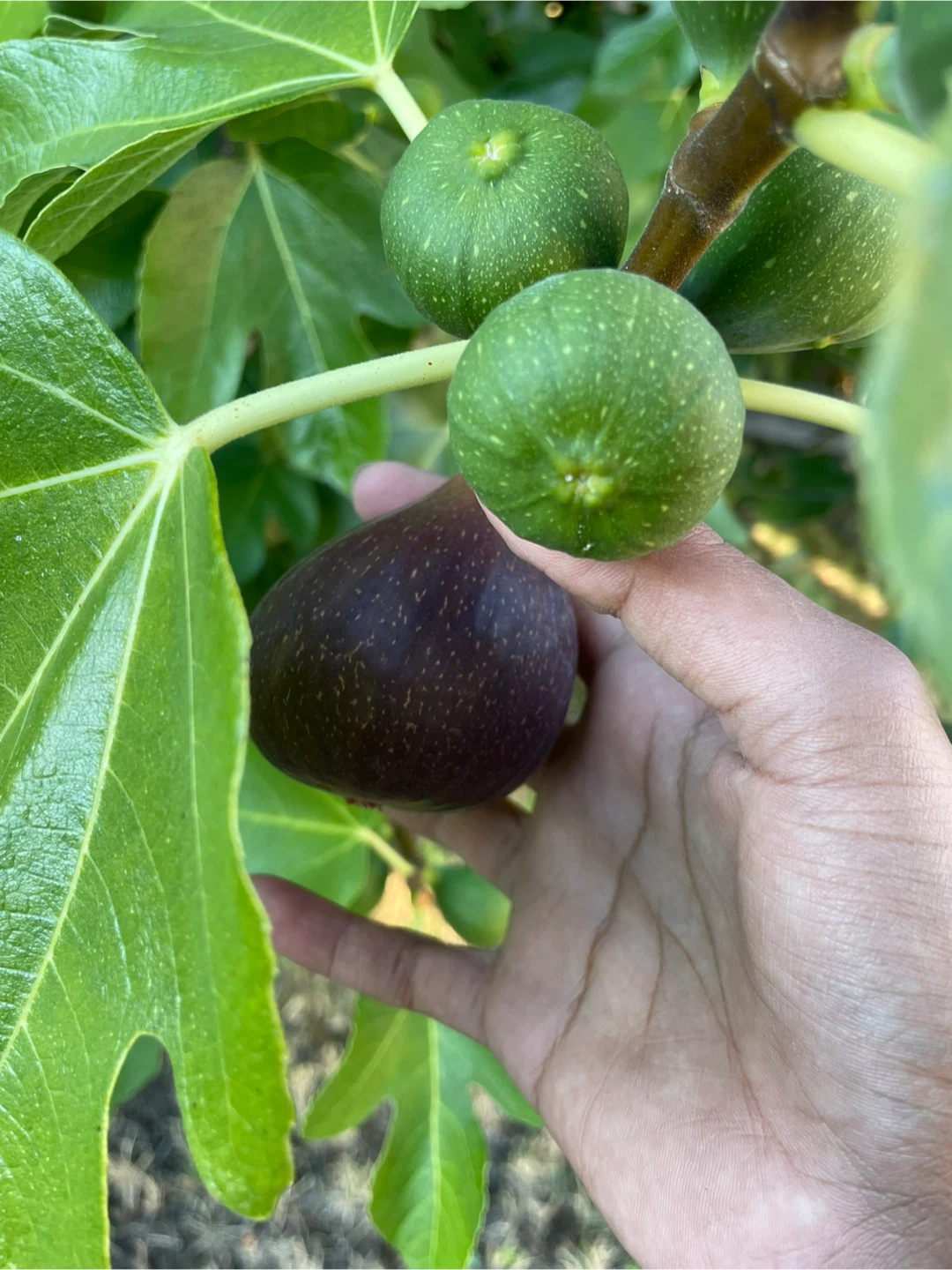 Fresh Fig Olympia (15 Fig for 10$)