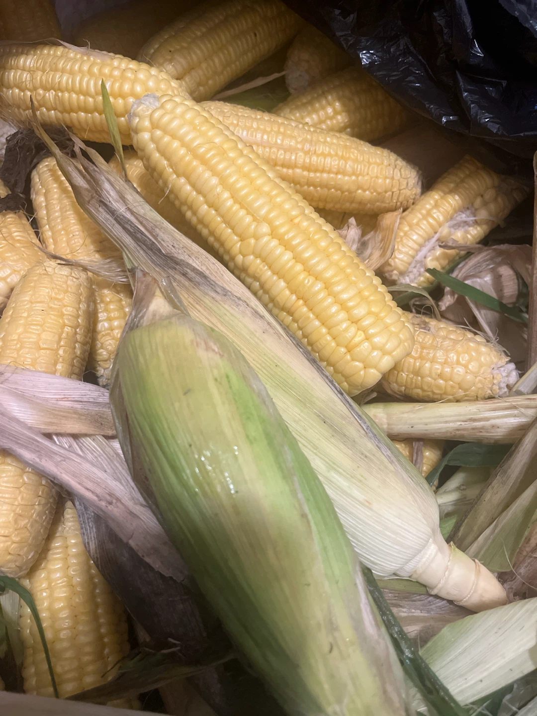 Fresh Sweet Corn