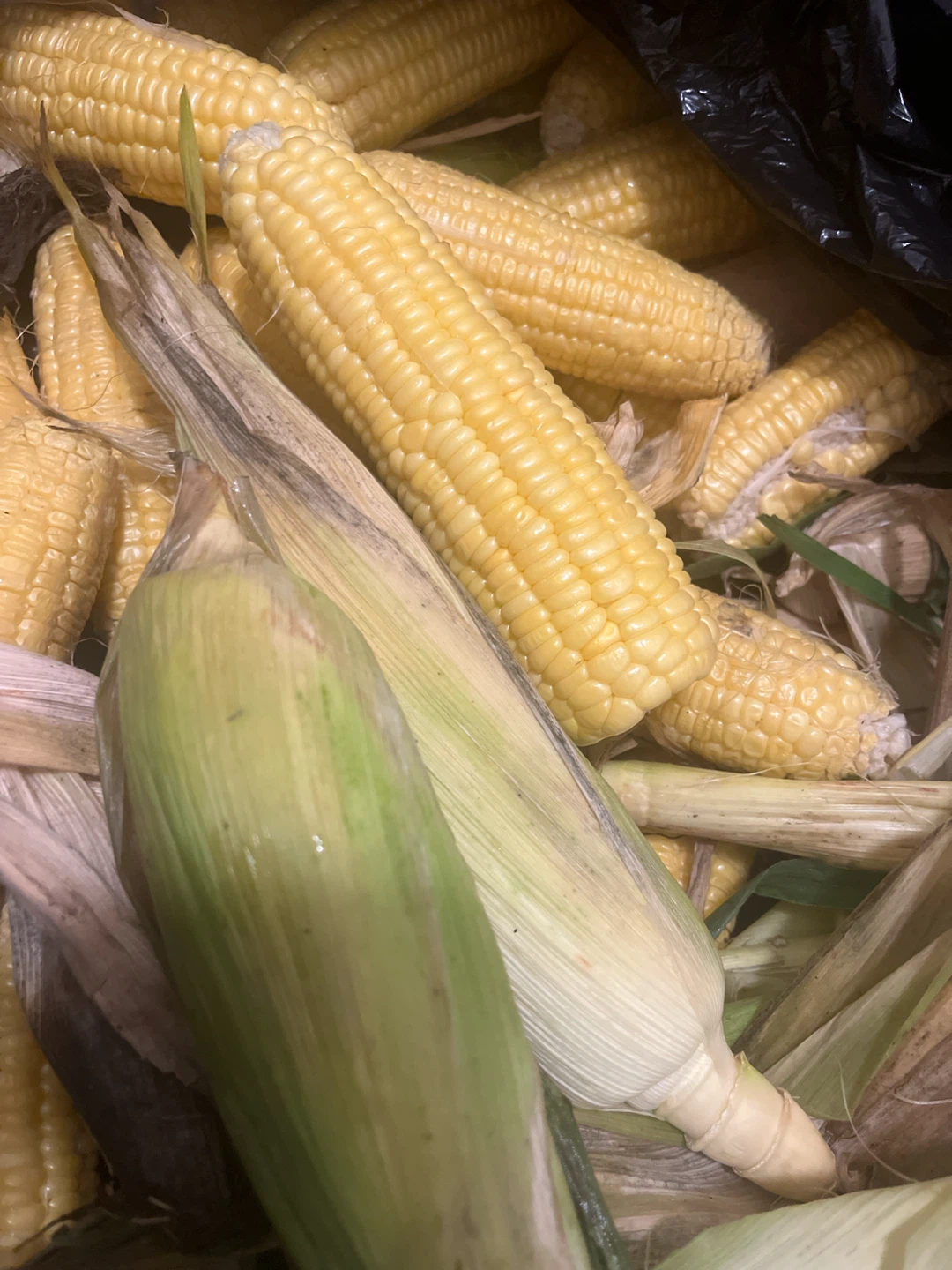 Fresh Sweet Corn - photo 2
