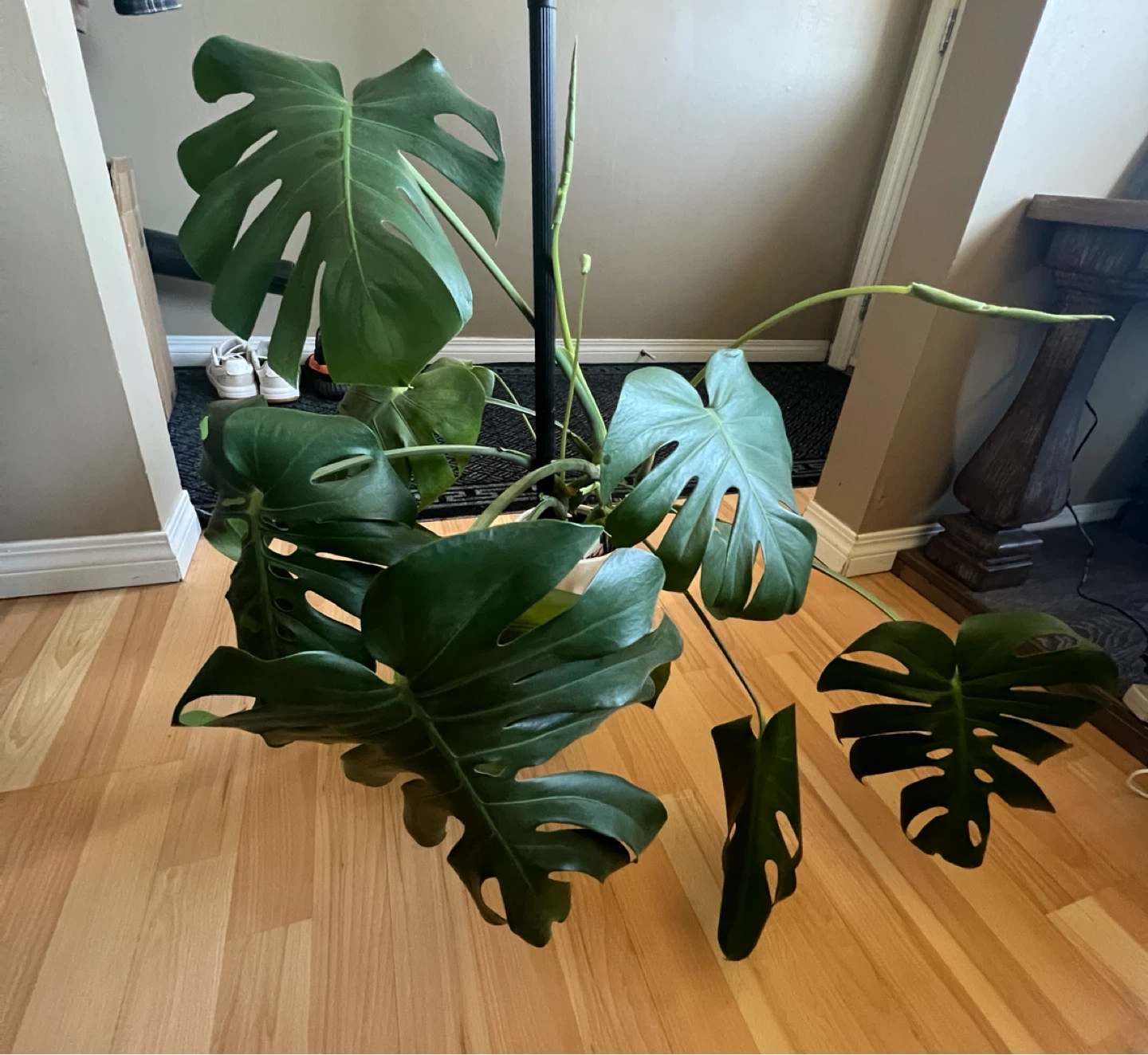 Monstera Deliciosa Plant