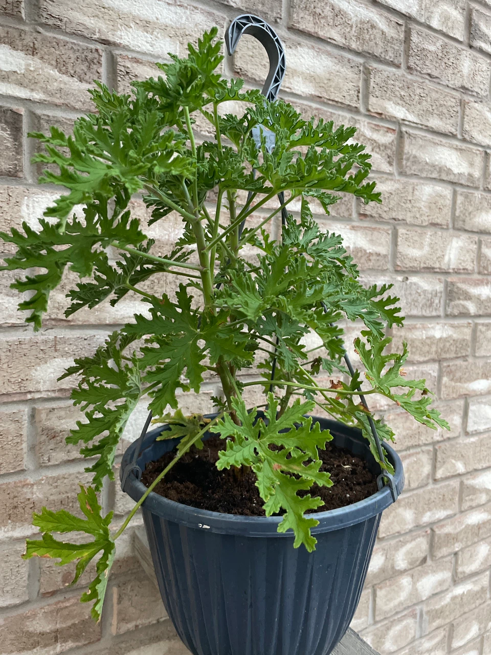 Citronella Plant in Hanging Basket - photo 2