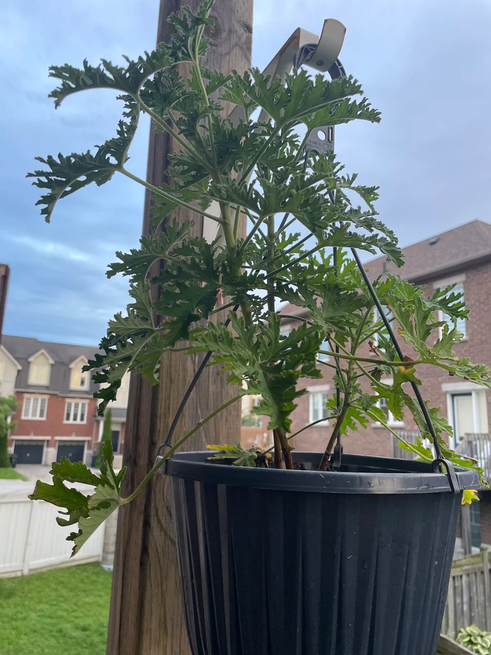 Citronella Plant in Hanging Basket