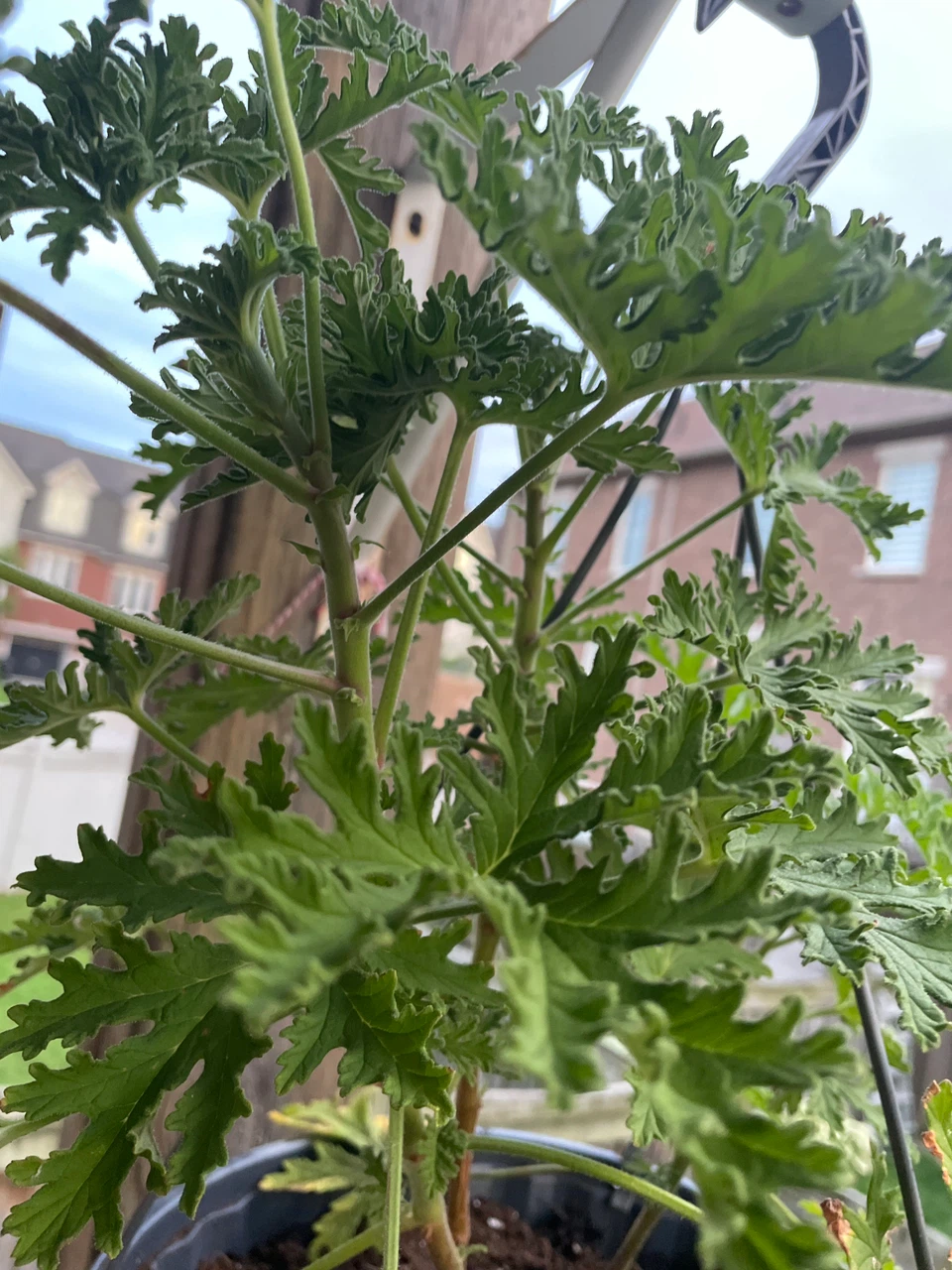 Citronella Plant in Hanging Basket - photo 3