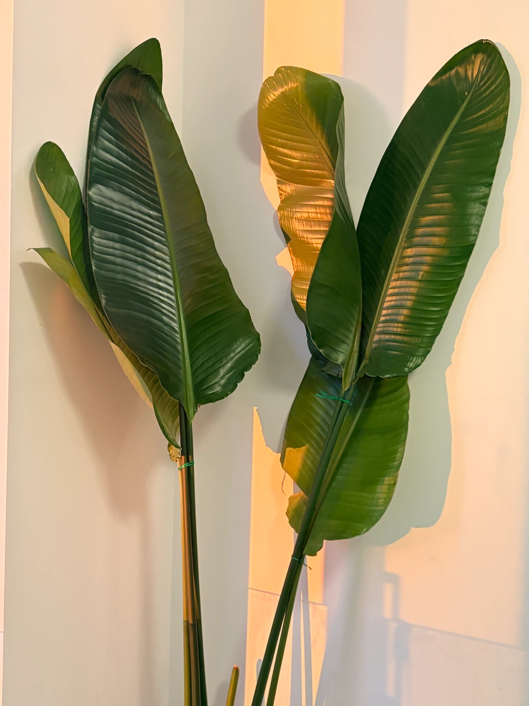 Bird of Paradise Plants – 2 Healthy Plants – One Over 6ft! - photo 2