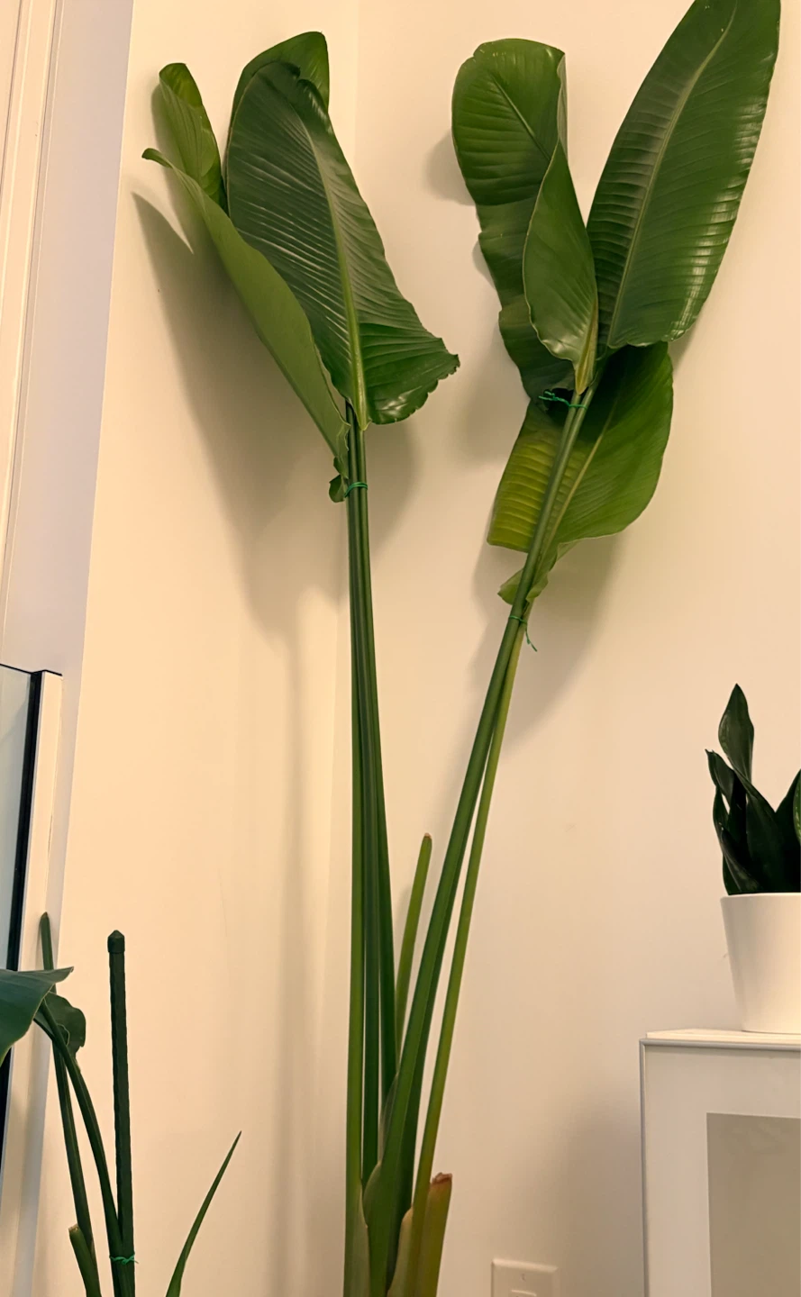 Bird of Paradise Plants – 2 Healthy Plants – One Over 6ft! - photo 4