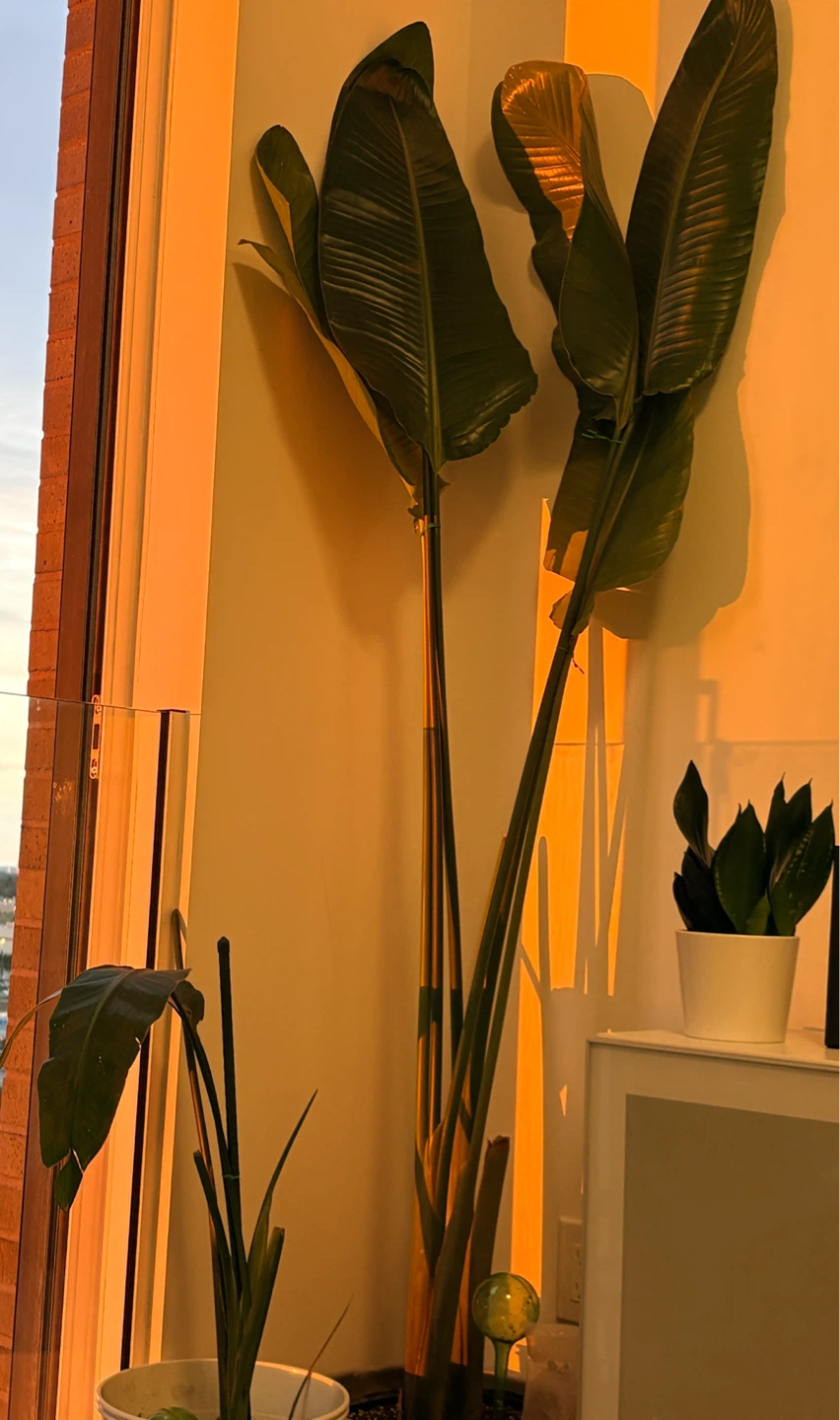 Bird of Paradise Plants – 2 Healthy Plants – One Over 6ft!
