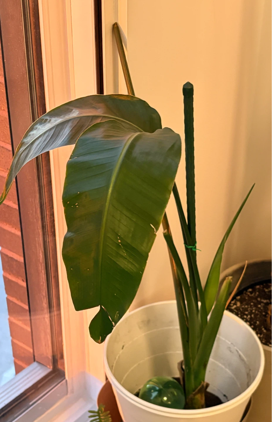 Bird of Paradise Plants – 2 Healthy Plants – One Over 6ft! - photo 3