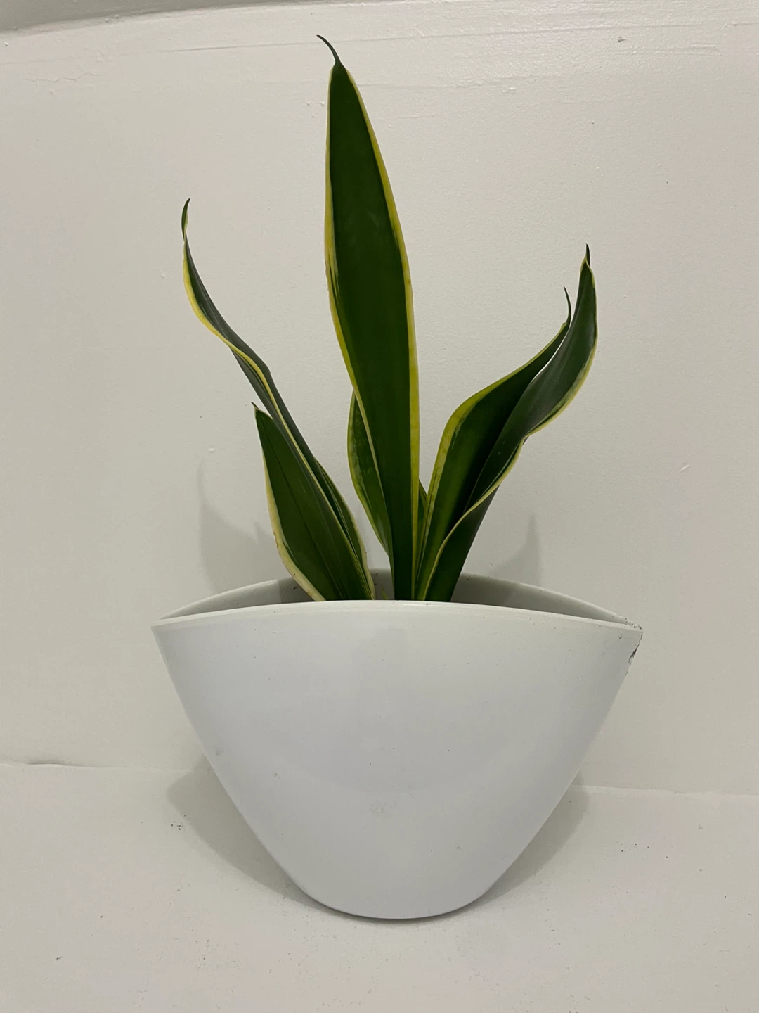 Snake Plant White Ceramic Pot included