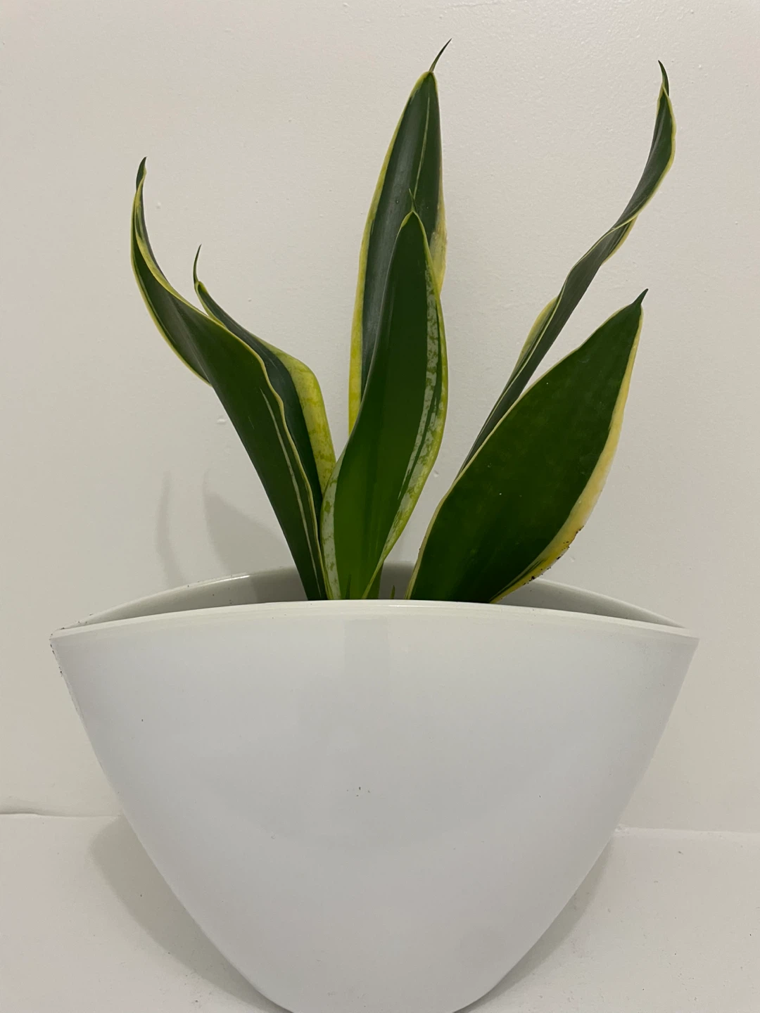 Snake Plant White Ceramic Pot included - photo 2