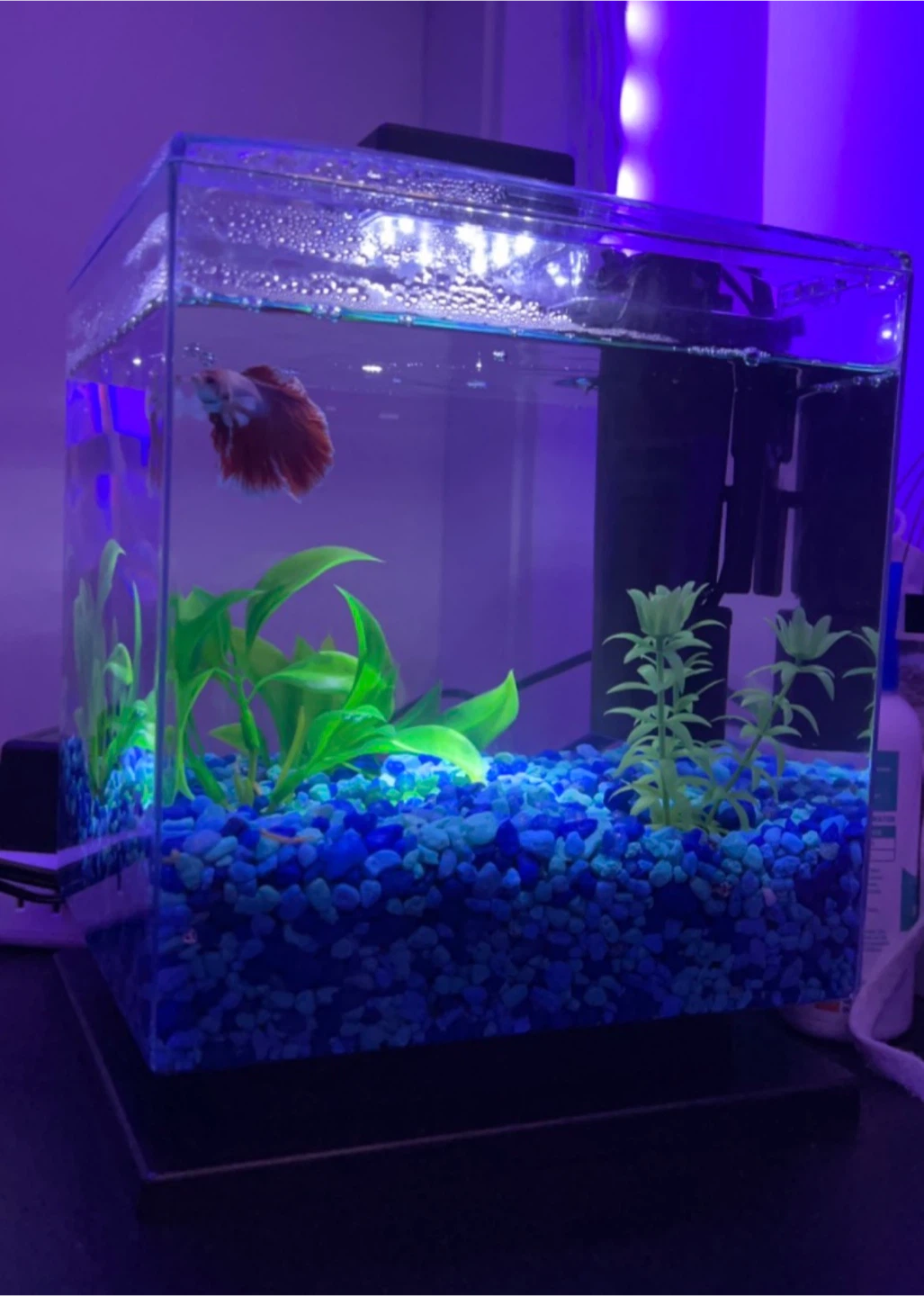 Fish tank