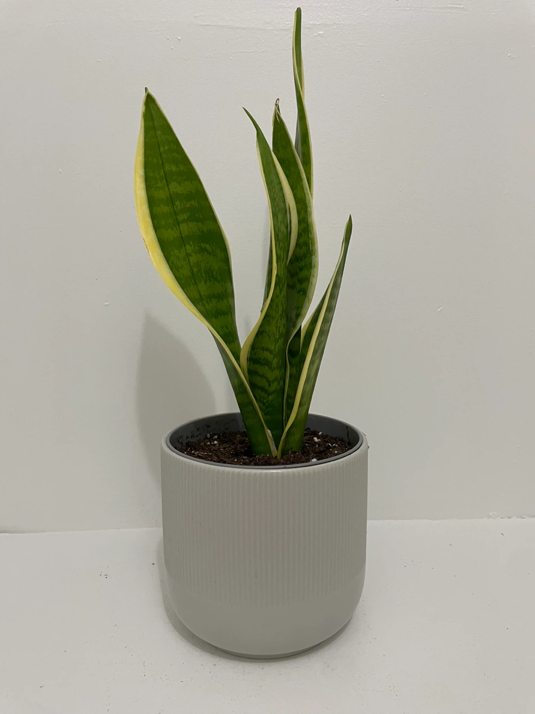 50cm Snake Plant IKEA Gradvis Pot included