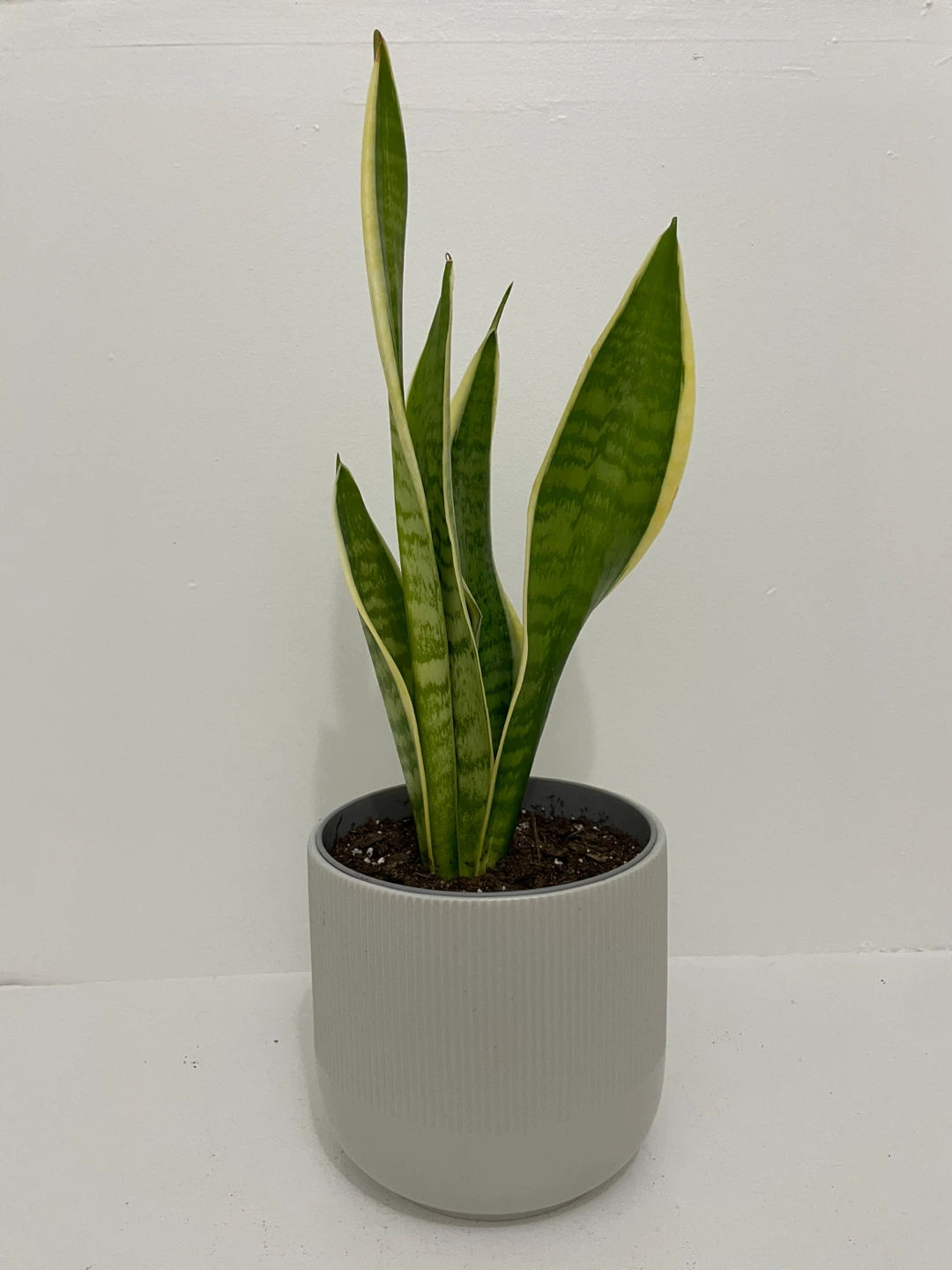 50cm Snake Plant IKEA Gradvis Pot included - photo 2